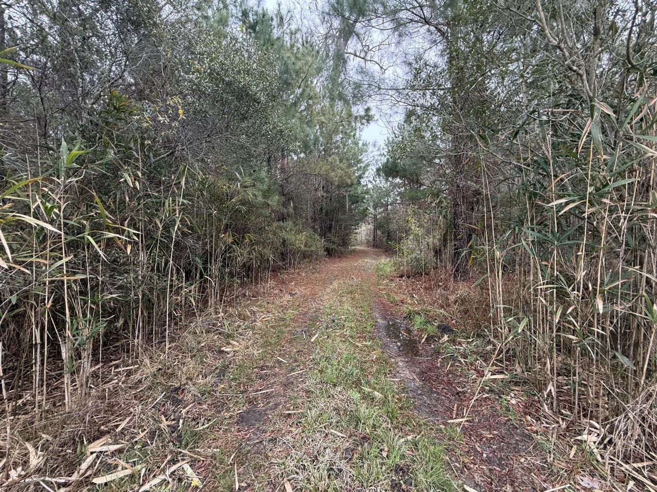 9750 Cottageville Highway Photo 58