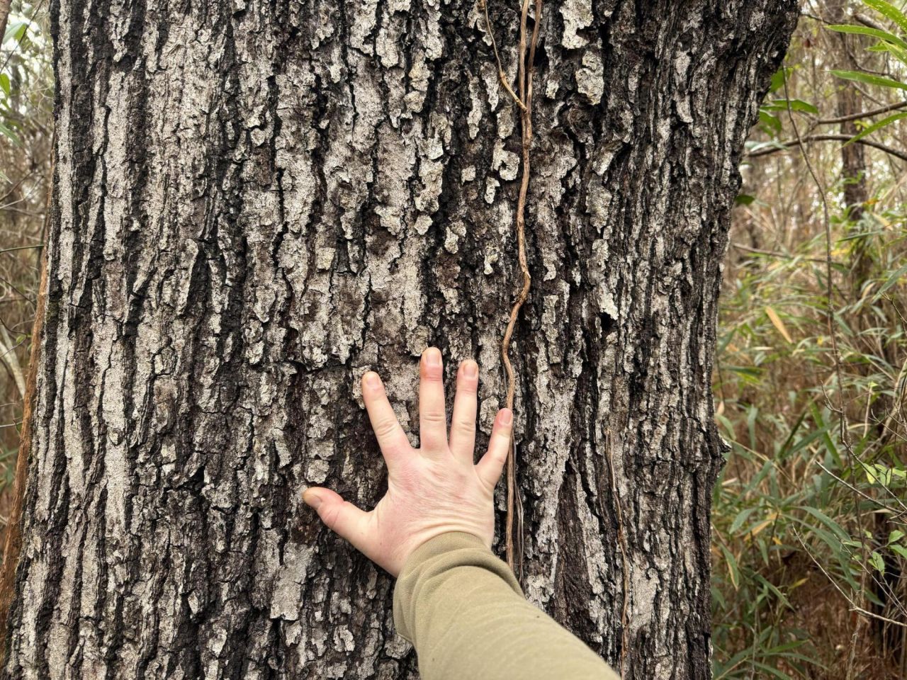 9750 Cottageville Highway Photo 59