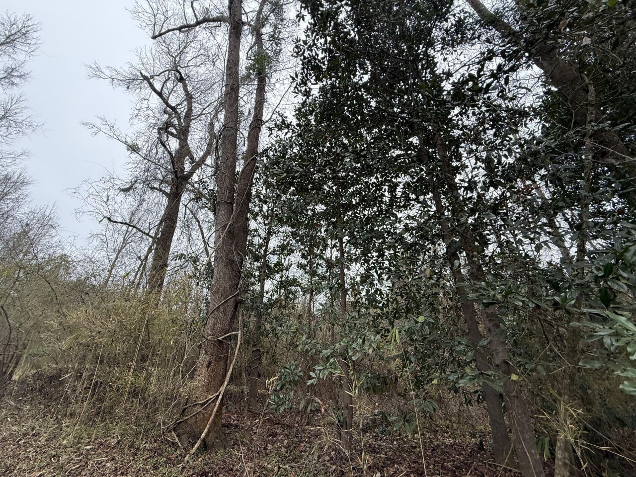 9750 Cottageville Highway Photo 9