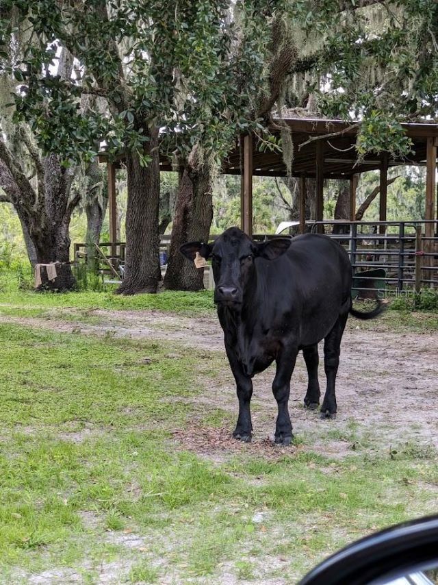 12980 And 12990 River Road, Myakka City, FL 34251 Photo