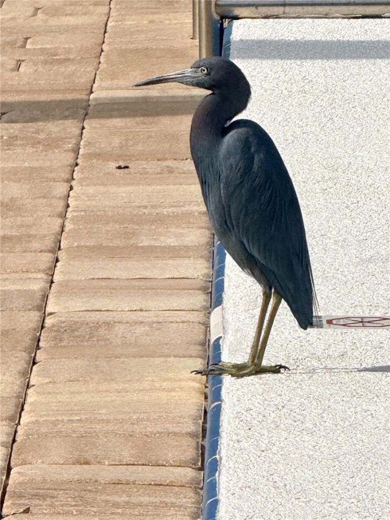 1000 Lake Of The Woods Boulevard , Unit 206F, Fern Park, FL 32730 Photo