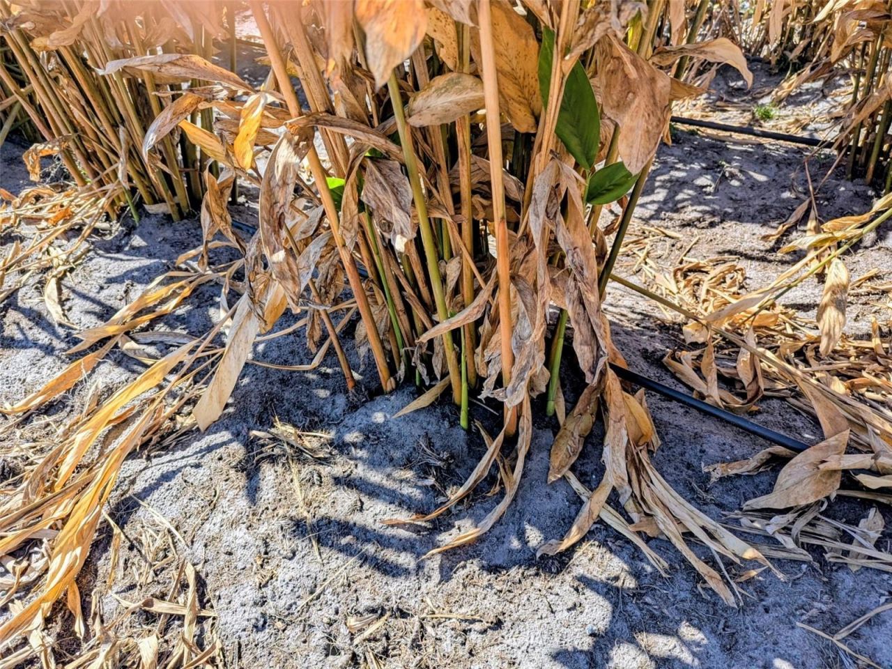 46683 Peeples Lane, Wauchula, FL 33873 Photo