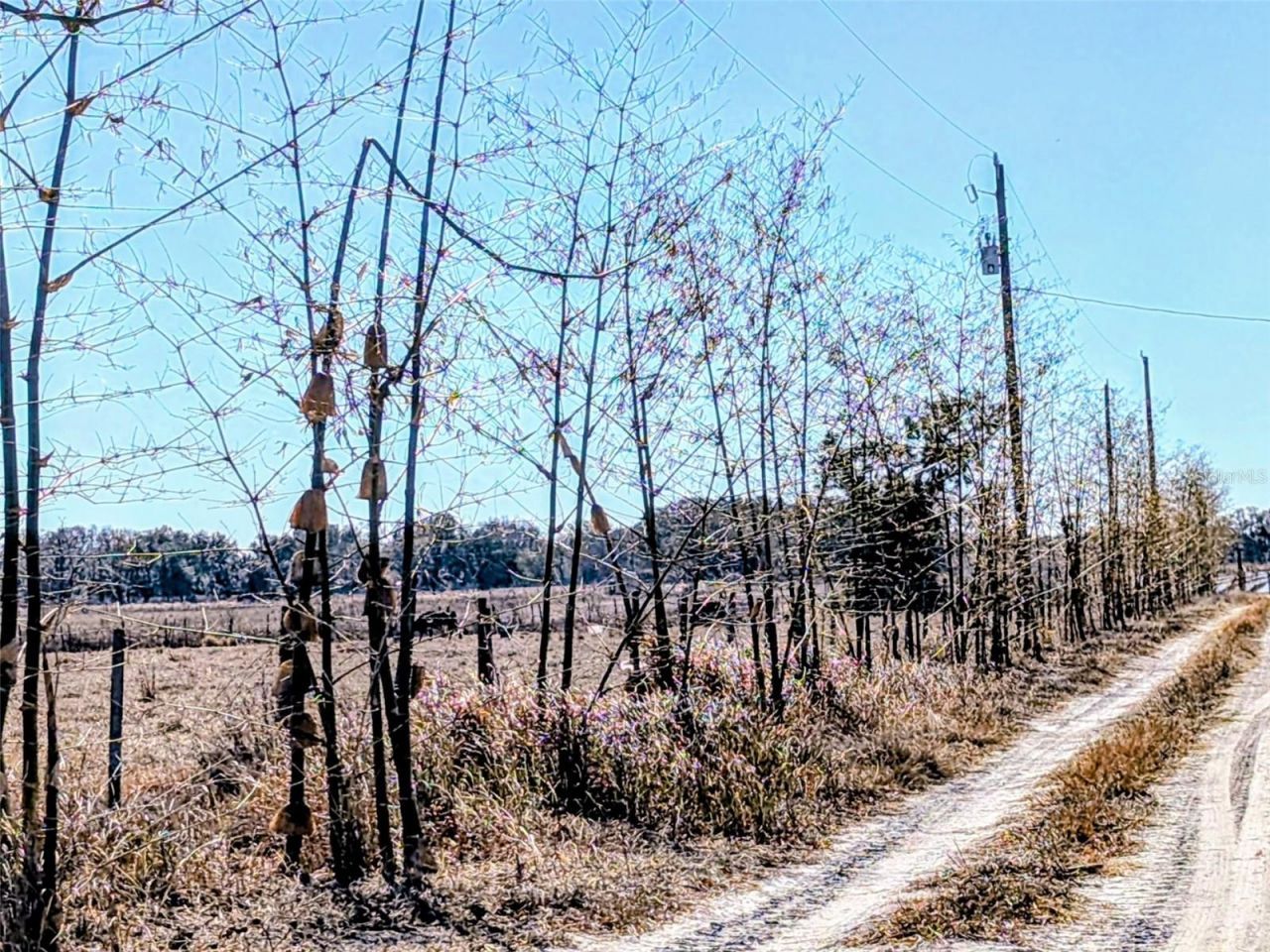 46683 Peeples Lane, Wauchula, FL 33873 Photo