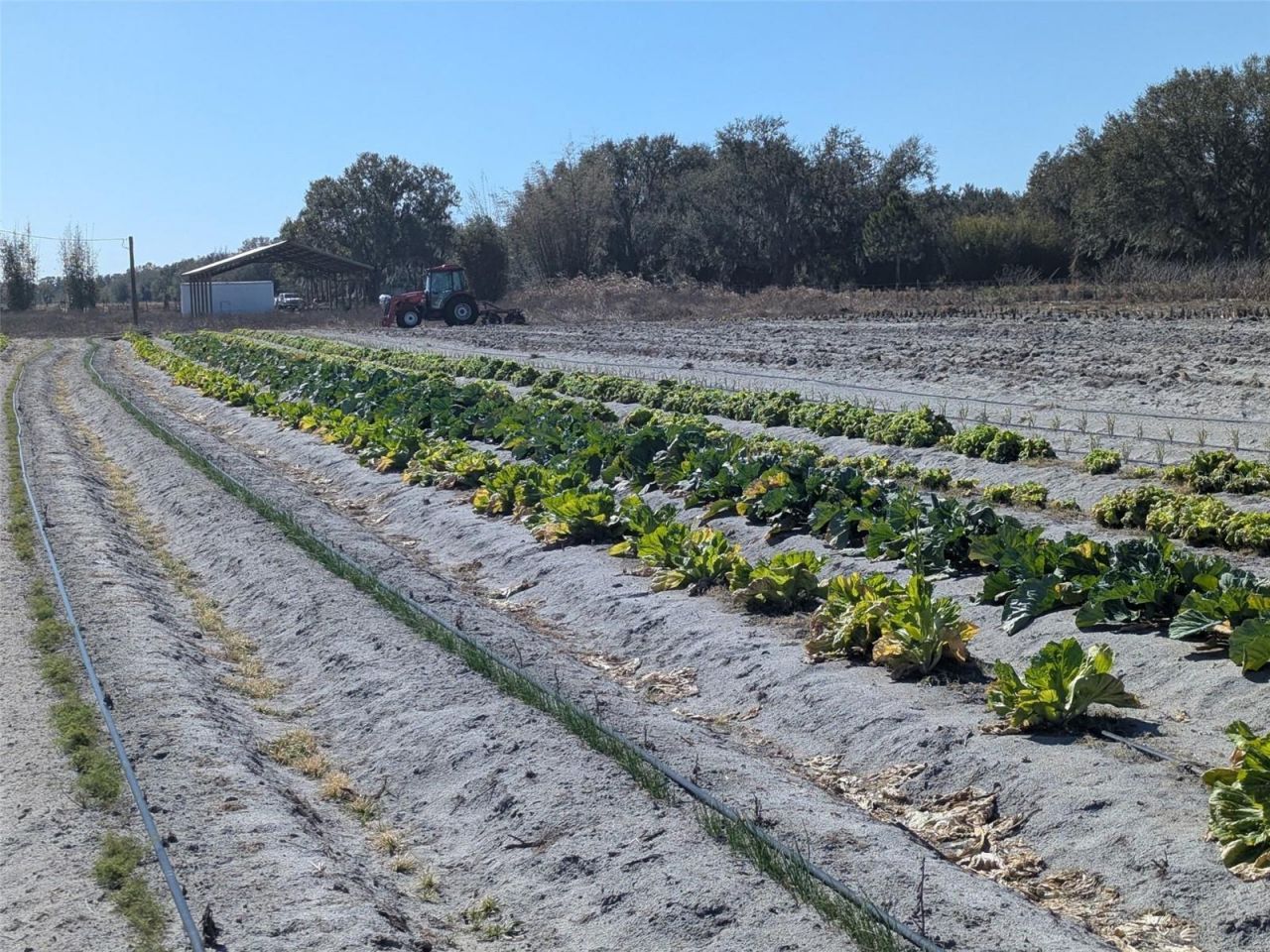 46683 Peeples Lane, Wauchula, FL 33873 Photo