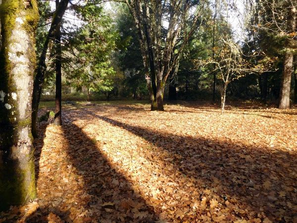 406 W Lister Street, Cave Junction, OR 97523