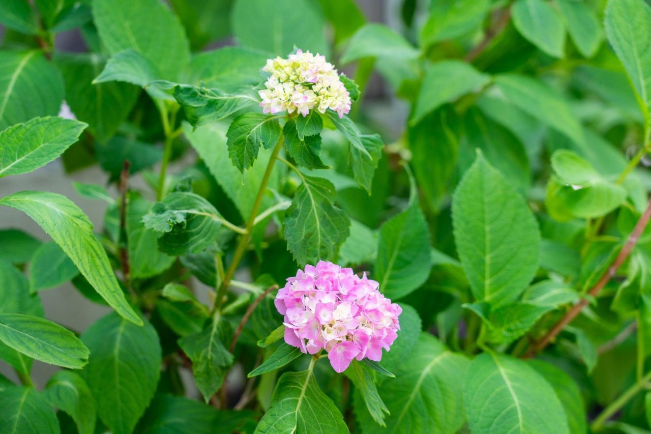 2254 Show Basket Way Photo 70