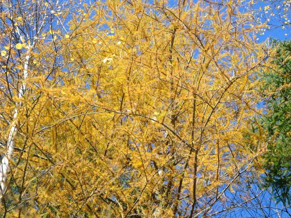 592 Vertical Mile Road, Wheelock, VT 05851