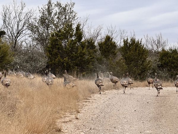 SD 16010 SD, Rocksprings, TX 78880