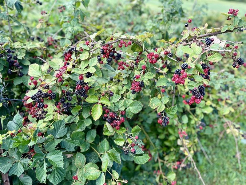 23180 State Route 31, Marysville, OH 43040 Photo 52