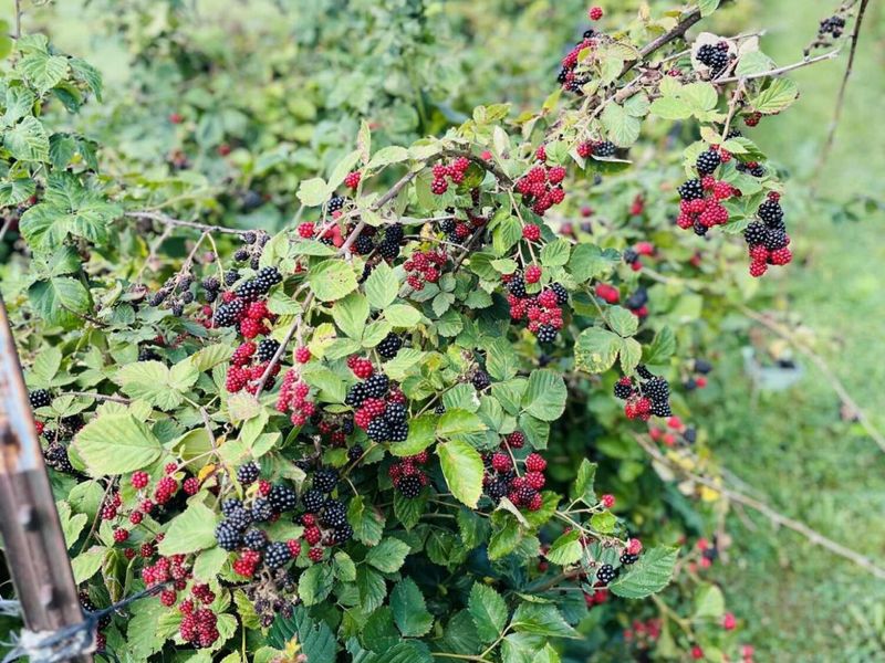 23180 State Route 31, Marysville, OH 43040 Photo 58