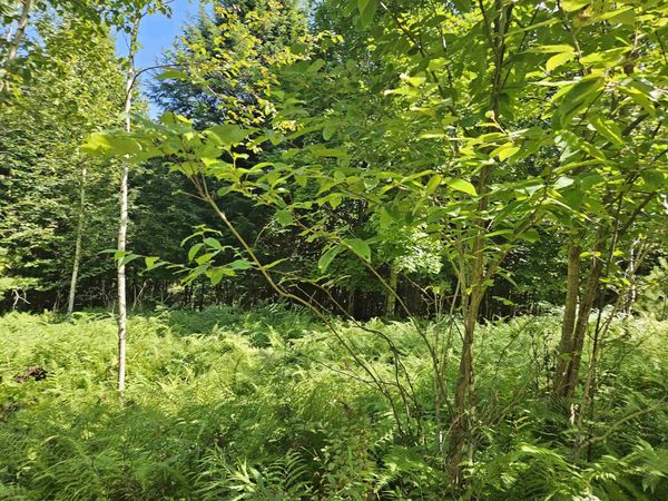 Lot 3.3 Off Parker Road, Lisbon, NH 03585