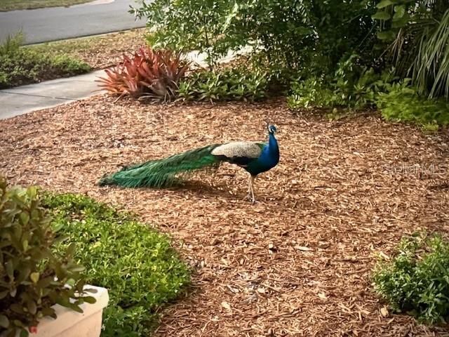 1720 Scranton Street S, Saint Petersburg, FL 33711 Photo