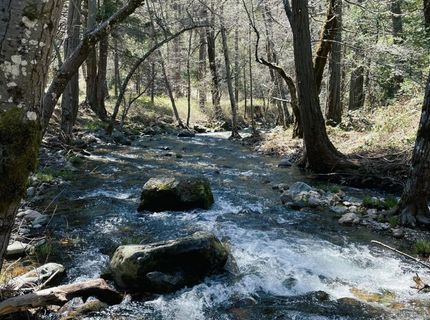 Armstrong Rd, Sheep Ranch, CA 95246 Photo