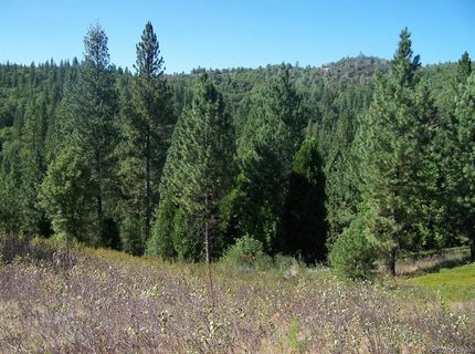 Armstrong Rd, Sheep Ranch, CA 95246 Photo