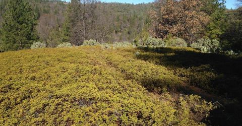 Armstrong Rd, Sheep Ranch, CA 95246 Photo