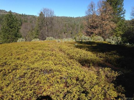 Armstrong Rd, Sheep Ranch, CA 95246 Photo