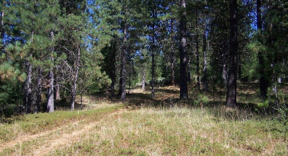 Parcel A  Armstrong Rd, Sheep Ranch, CA 95250 Photo