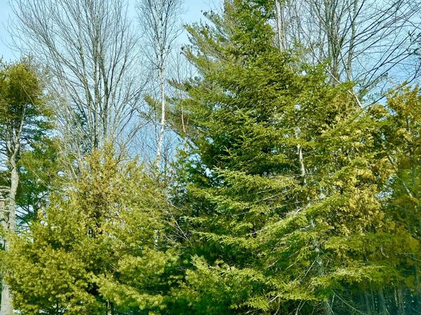 Lot 77-A Long Hill Road , Southwest Harbor, ME 04679