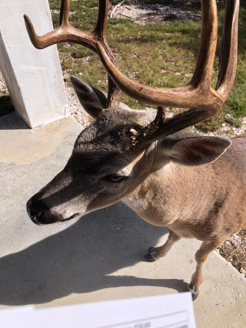 30985 Watson Boulevard, Big Pine Key, FL 33043 Photo