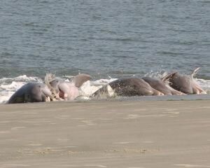 2730 Old Oak Walk Photo 48