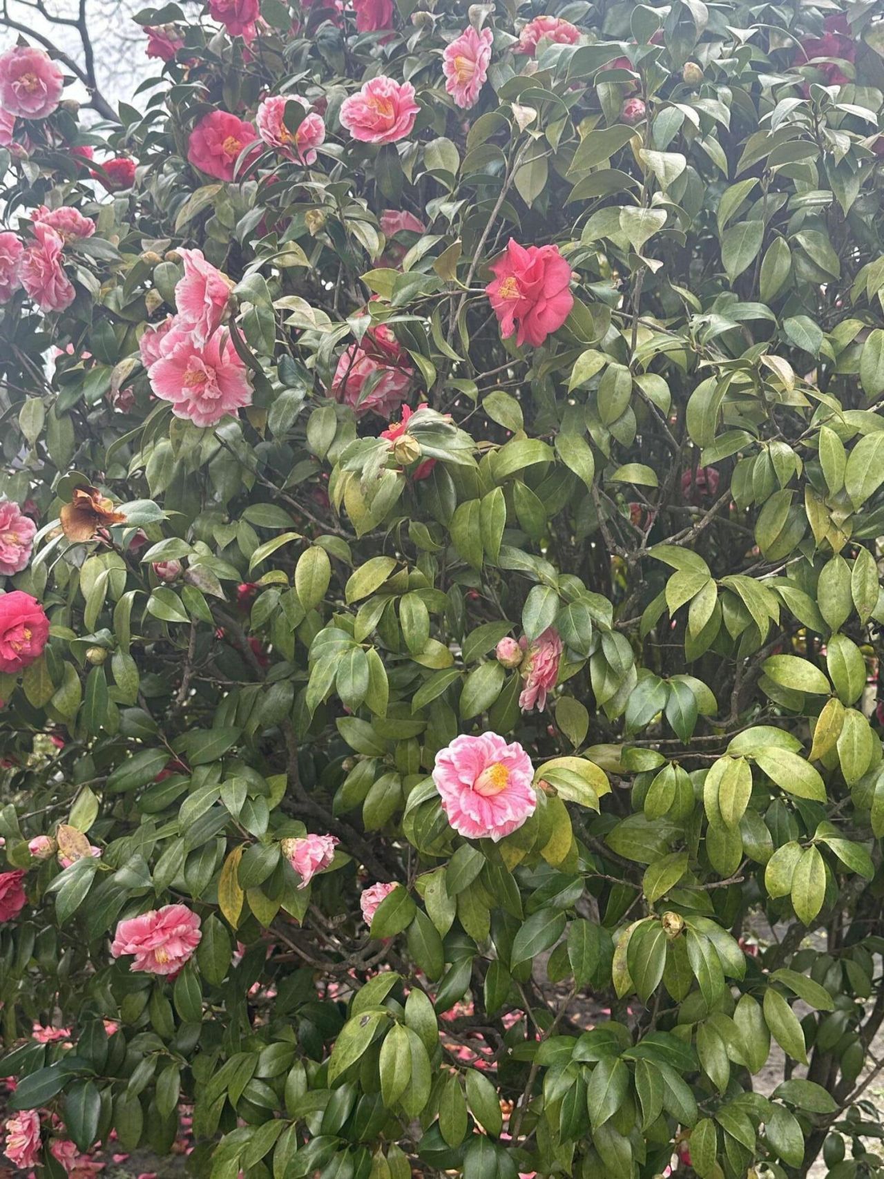 1247 Northfield Place Photo 23