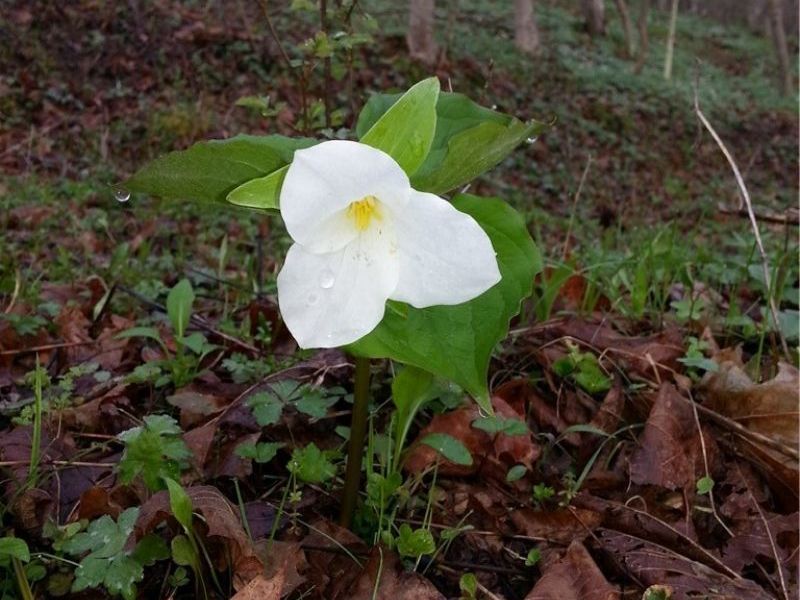 00 Pipe Creek Road , Jacobsburg, OH 43947 Photo 10
