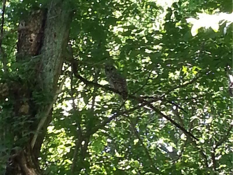 00 Pipe Creek Road , Jacobsburg, OH 43947 Photo 12