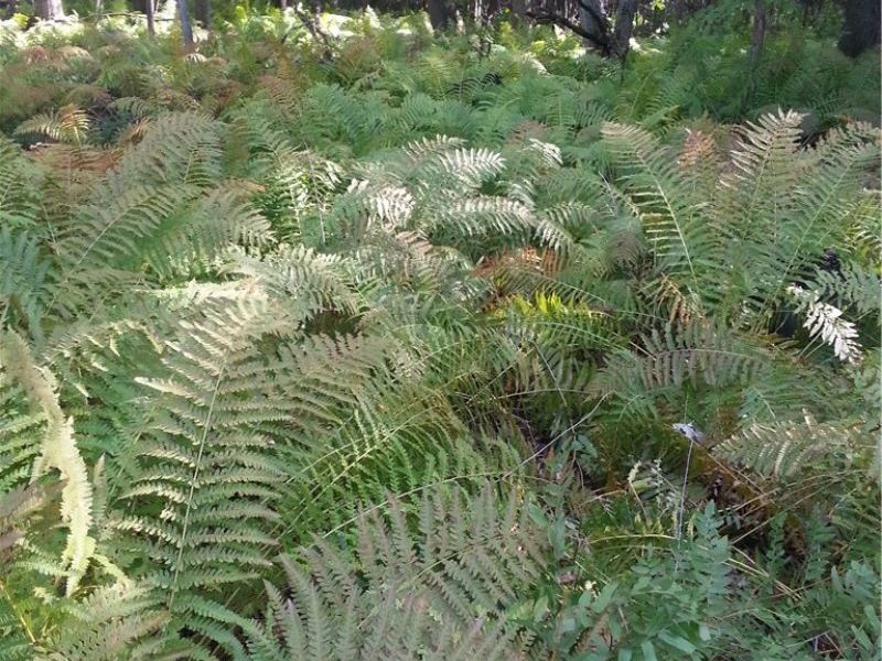 00 Pipe Creek Road , Jacobsburg, OH 43947 Photo 16