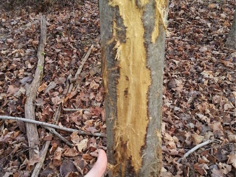 00 Pipe Creek Road , Jacobsburg, OH 43947 Photo 18