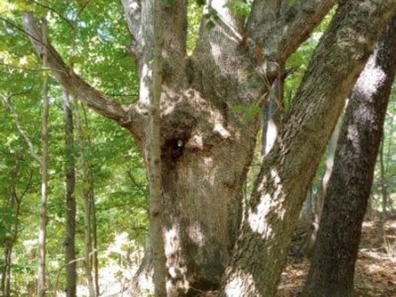 00 Pipe Creek Road , Jacobsburg, OH 43947 Photo 32