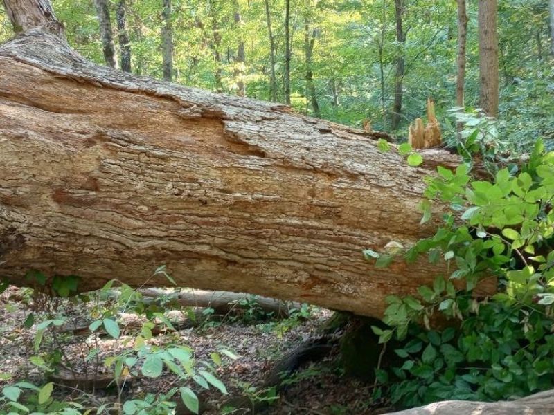 00 Pipe Creek Road , Jacobsburg, OH 43947 Photo 35