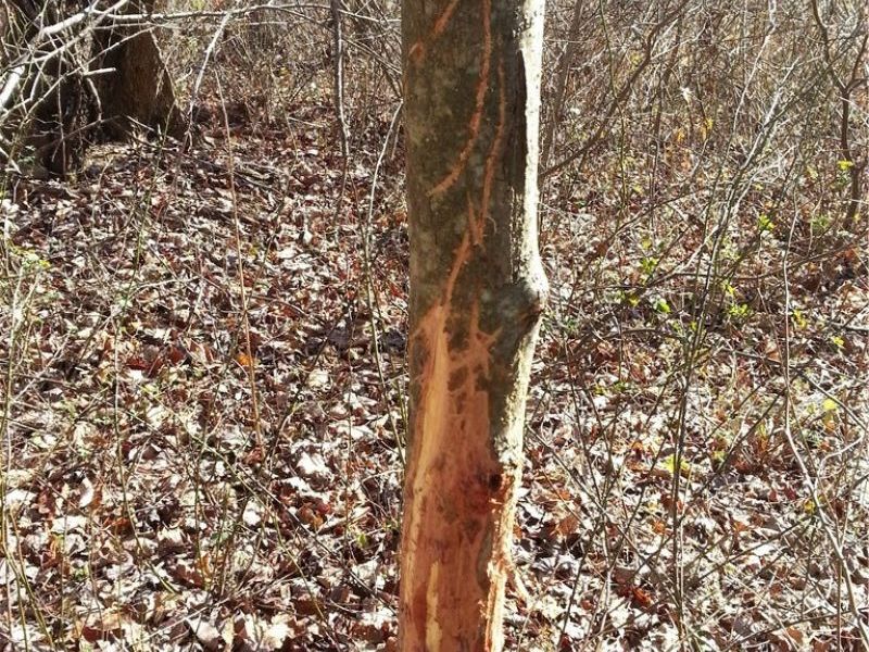 00 Pipe Creek Road , Jacobsburg, OH 43947 Photo 6