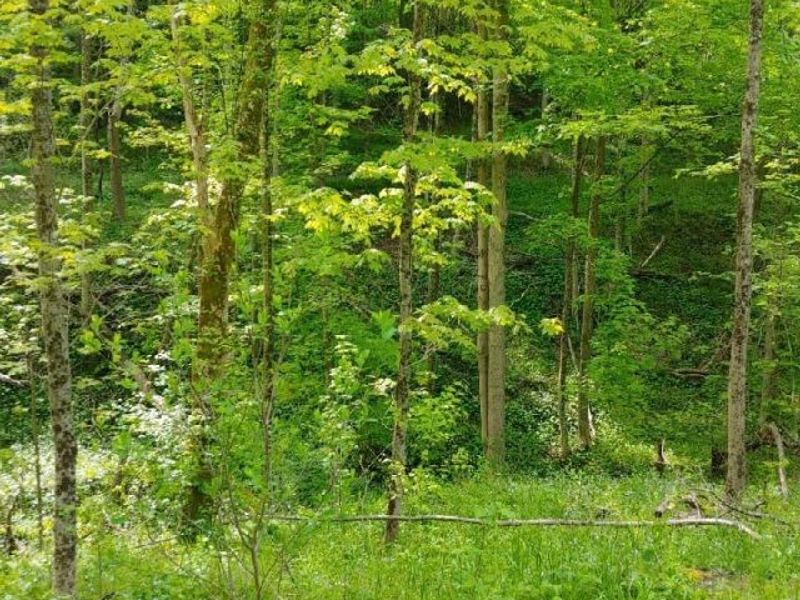 00 Pipe Creek Road , Jacobsburg, OH 43947 Photo 7