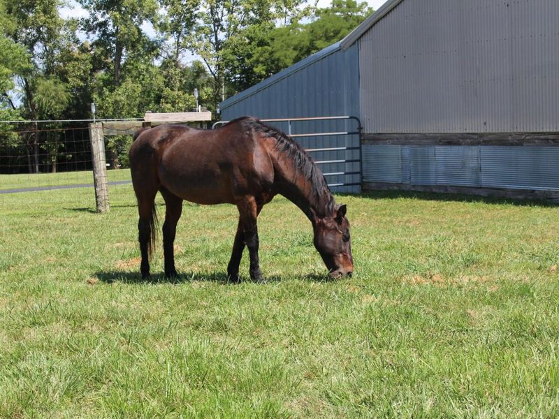 17161 Five Points Pike , Mount Sterling, OH 43143 Photo 37