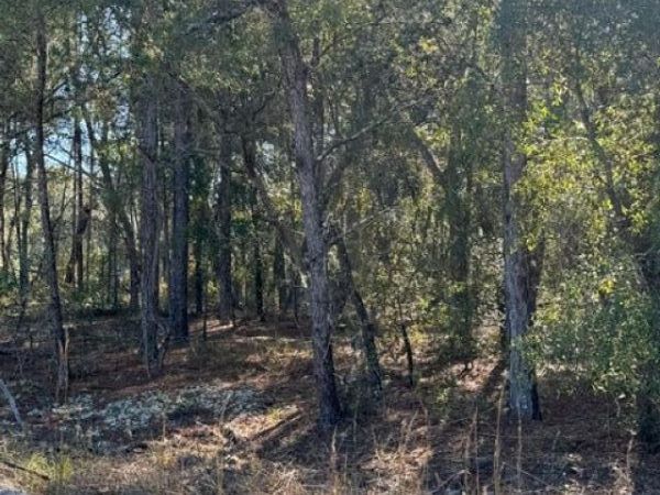 119 COCONUT STREET Street, Pomona Park, FL 32181