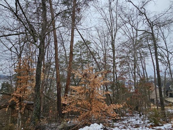 Kammann Cove, Baneberry, TN 37890