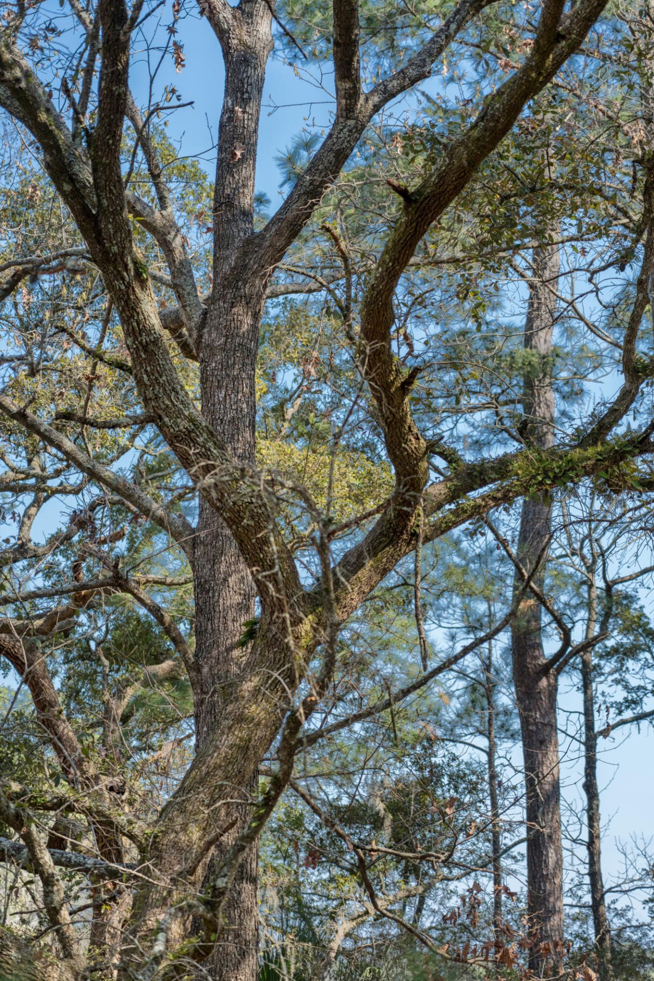 2627 Sun Beam Way Photo 44