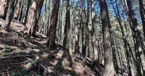 84 Yonkalla Trail, Graeagle, CA 96103 Photo