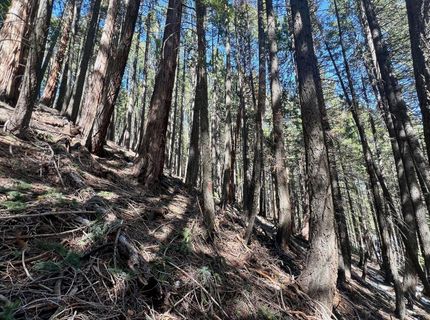 84 Yonkalla Trail, Graeagle, CA 96103 Photo