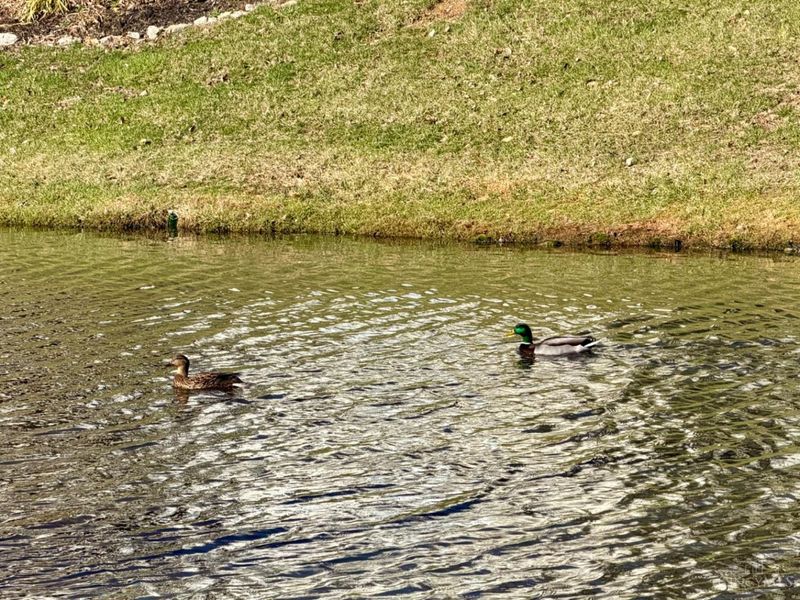 9917 Shorewood Lane, Unit 5-B, Sharonville, OH 45241 Photo 44