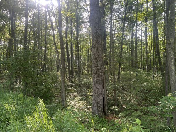 V/L Lot 15 South Ellen Drive, Harrisville, MI 48740