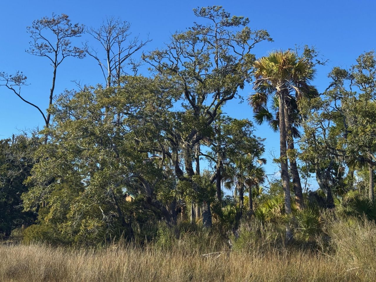 0 Palmetto Road Photo 4