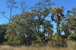 0 Palmetto Road photo 4