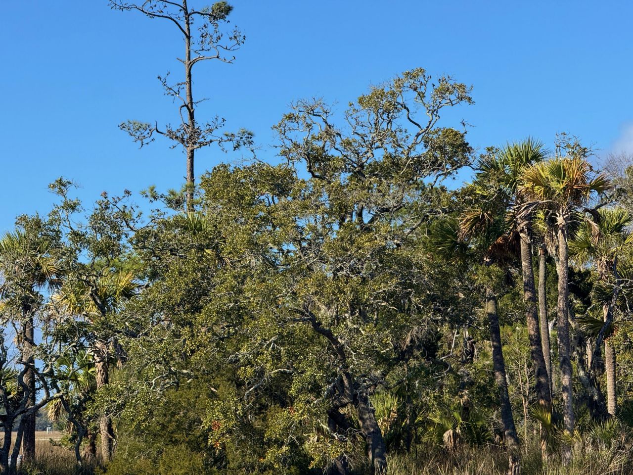 0 Palmetto Road Photo 5