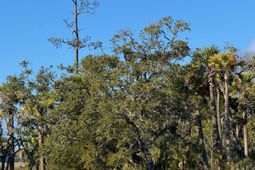 0 Palmetto Road photo 4