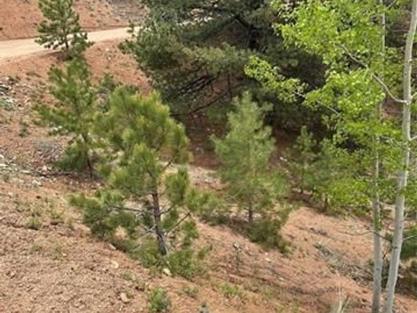 1600 Pikes Peak Drive, Divide, CO 80814