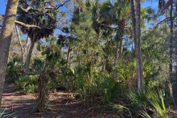 8785 Palmetto Road photo 4