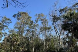 8785 Palmetto Road photo 4