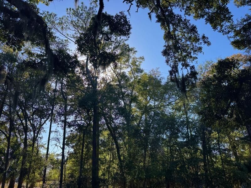 8785 Palmetto Road Photo 4