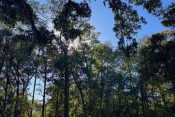 8785 Palmetto Road photo 4